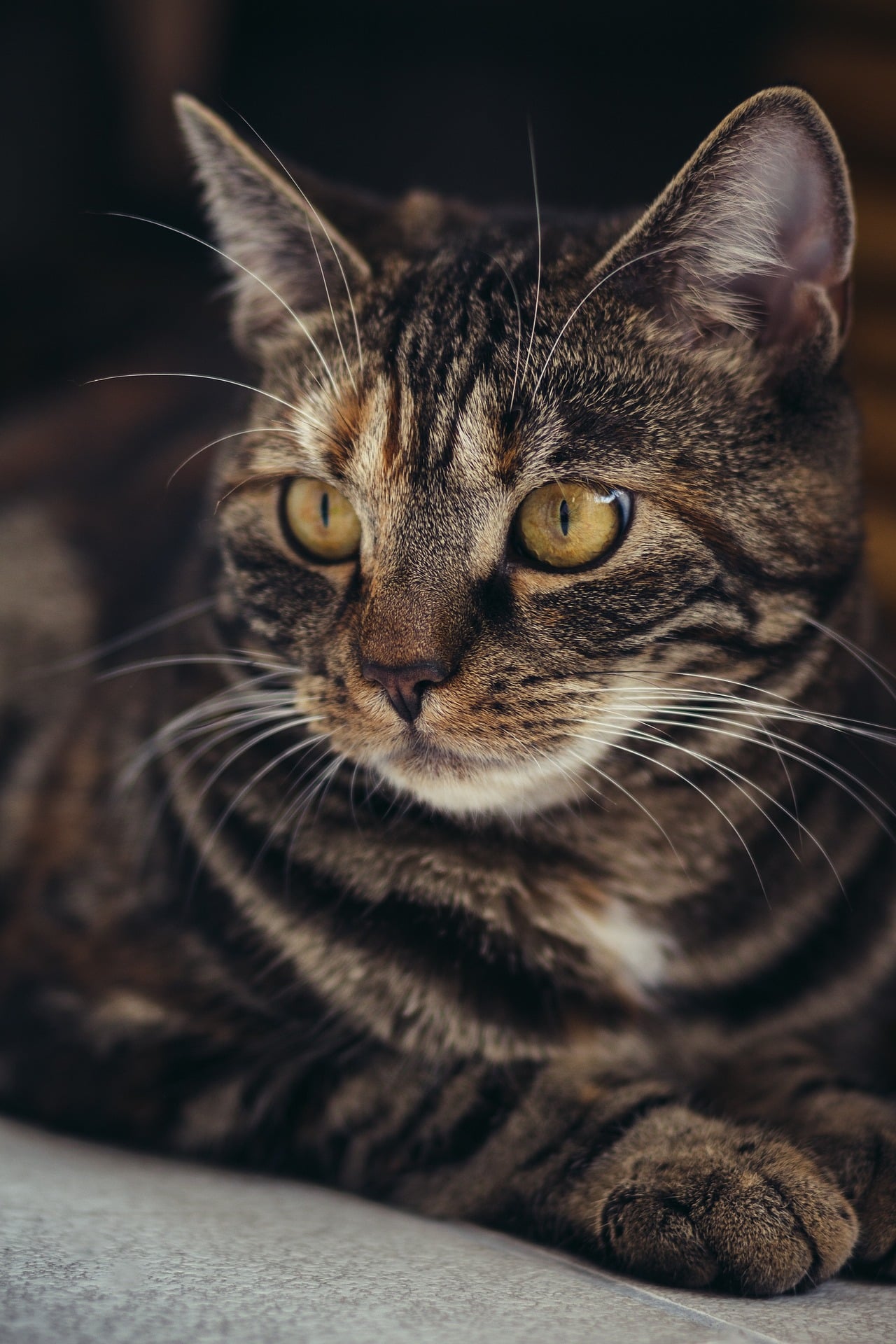 Österreichischer Tierschutzverein - Tierschutzwissen: Die größten Gefahrenquellen für Katzen im Haushalt.