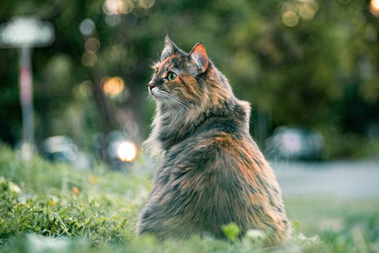 Österreichischer Tierschutzverein - Tierschutzwissen: Haftpflichtversicherung für Katzen: Wer im Schadensfall haftet.
