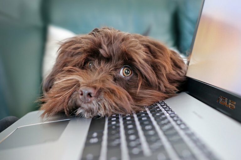 Österreichischer Tierschutzverein - Tierschutzwissen: Hund im Büro: Glückliche Mitarbeiter und bessere Arbeitsatmosphäre.