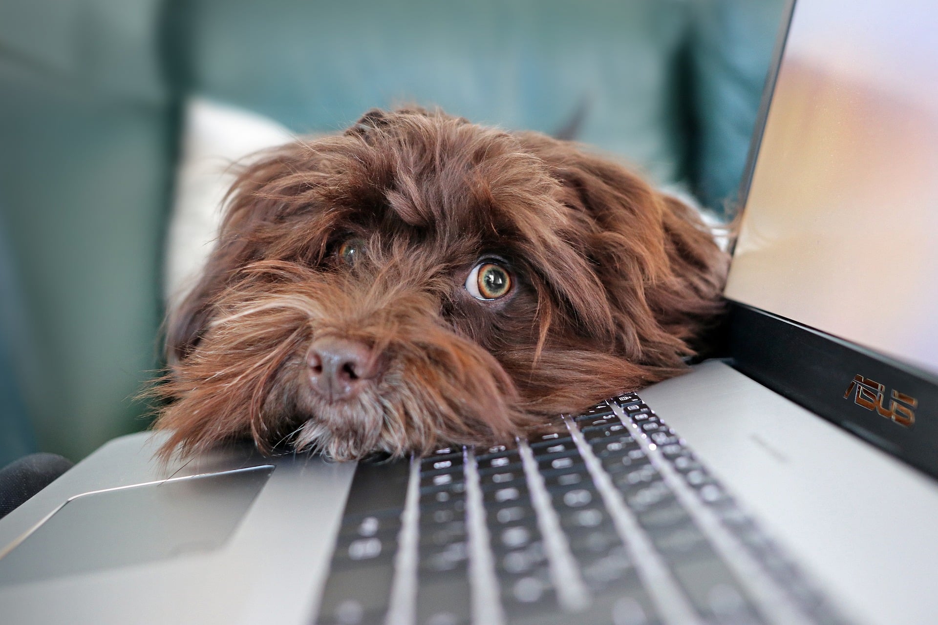 Österreichischer Tierschutzverein - Tierschutzwissen: Hund im Büro: Glückliche Mitarbeiter und bessere Arbeitsatmosphäre.