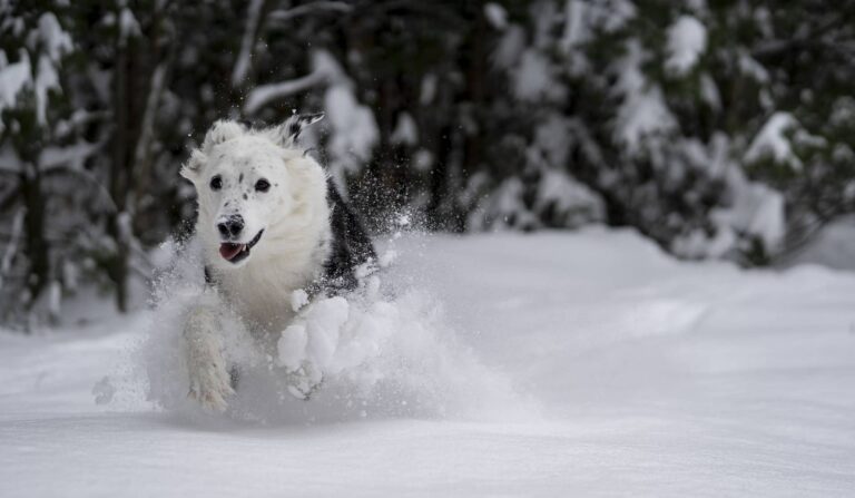 Österreichischer Tierschutzverein - Tierschutzwissen: 5 Tipps für Hunde im Winter.