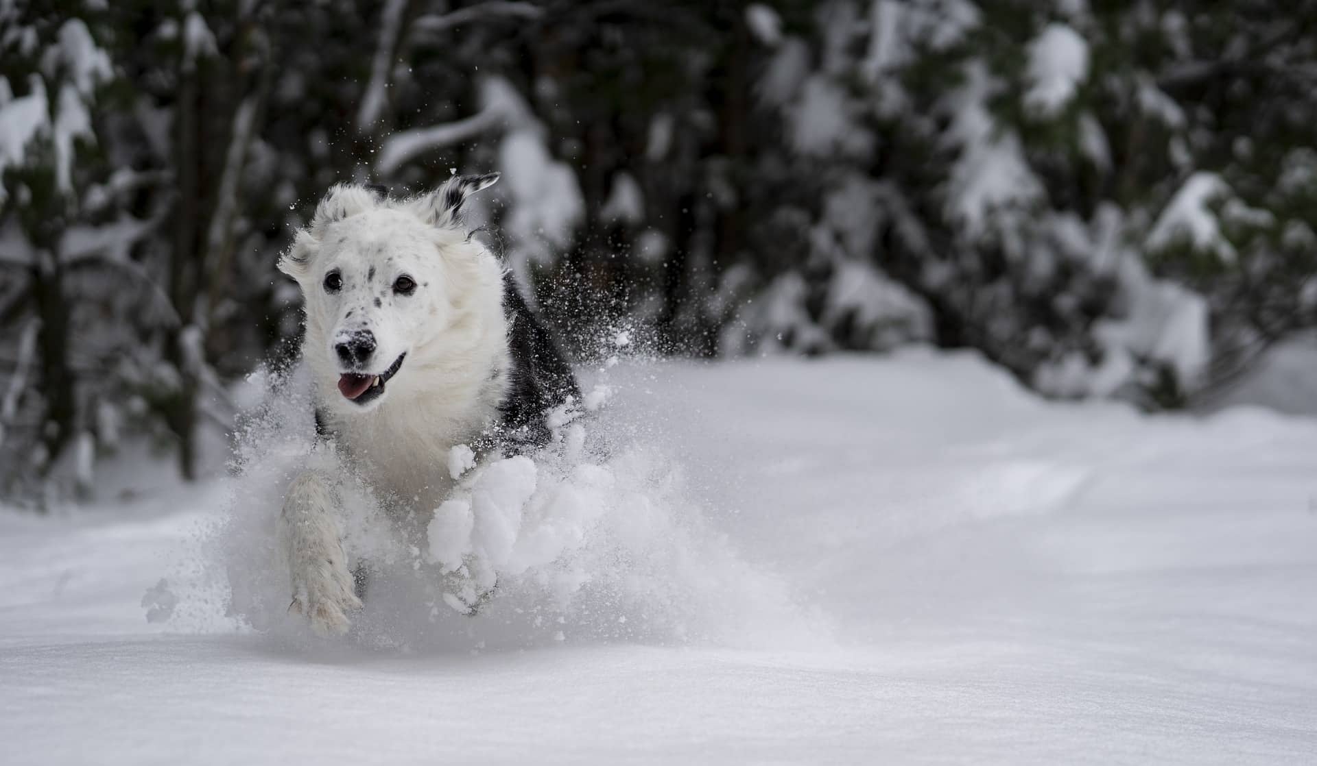 Österreichischer Tierschutzverein - Tierschutzwissen: 5 Tipps für Hunde im Winter.