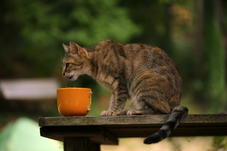 Österreichischer Tierschutzverein - Tierschutzwissen: Hunde und Katzen richtig füttern.