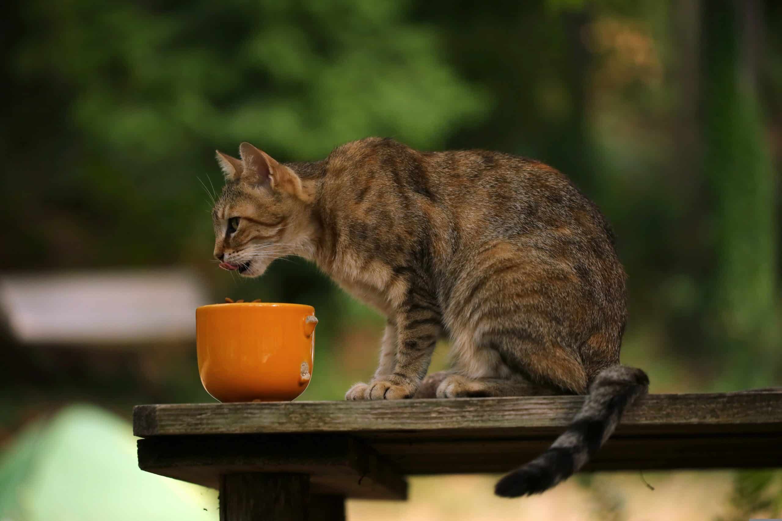 Österreichischer Tierschutzverein - Tierschutzwissen: Hunde und Katzen richtig füttern.