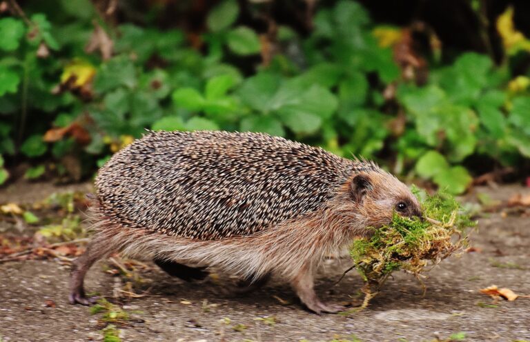Österreichischer Tierschutzverein - Tierschutzwissen:So helfen Sie Igeln durch Herbst und Winter.
