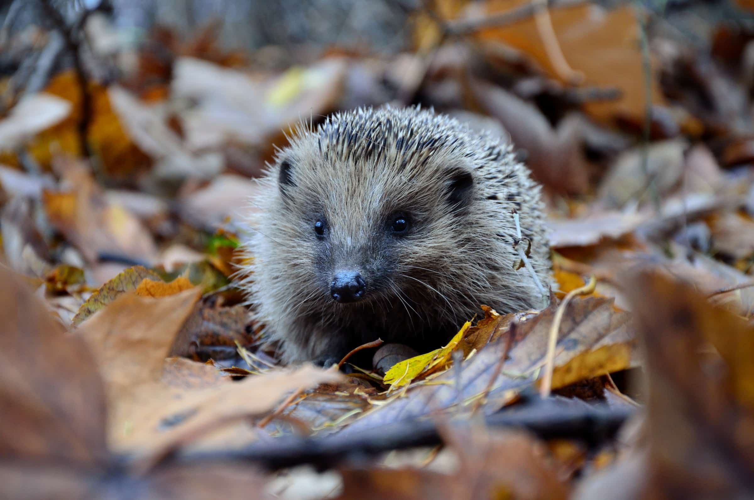 Österreichischer Tierschutzverein - Tierschutzwissen: So helfen Sie Igeln durch Herbst und Winter.
