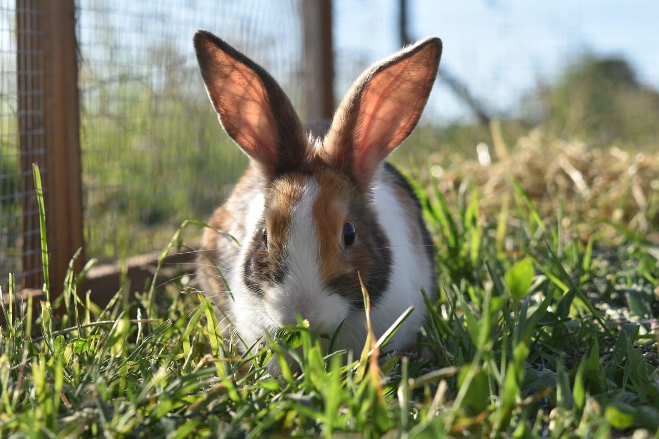 Österreichischer Tierschutzverein - Tierschutzwissen: Kaninchenhaltung.