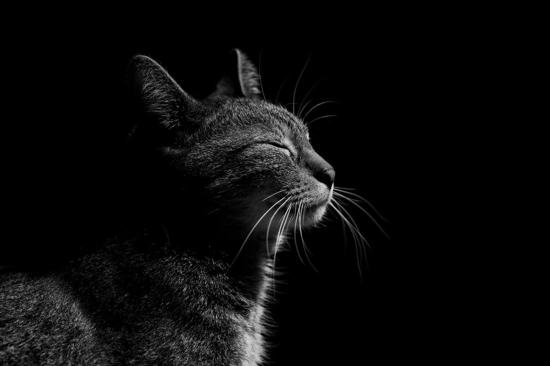 tierschutzverein tierschutzwissen katze leiden Österreichischer Tierschutzverein