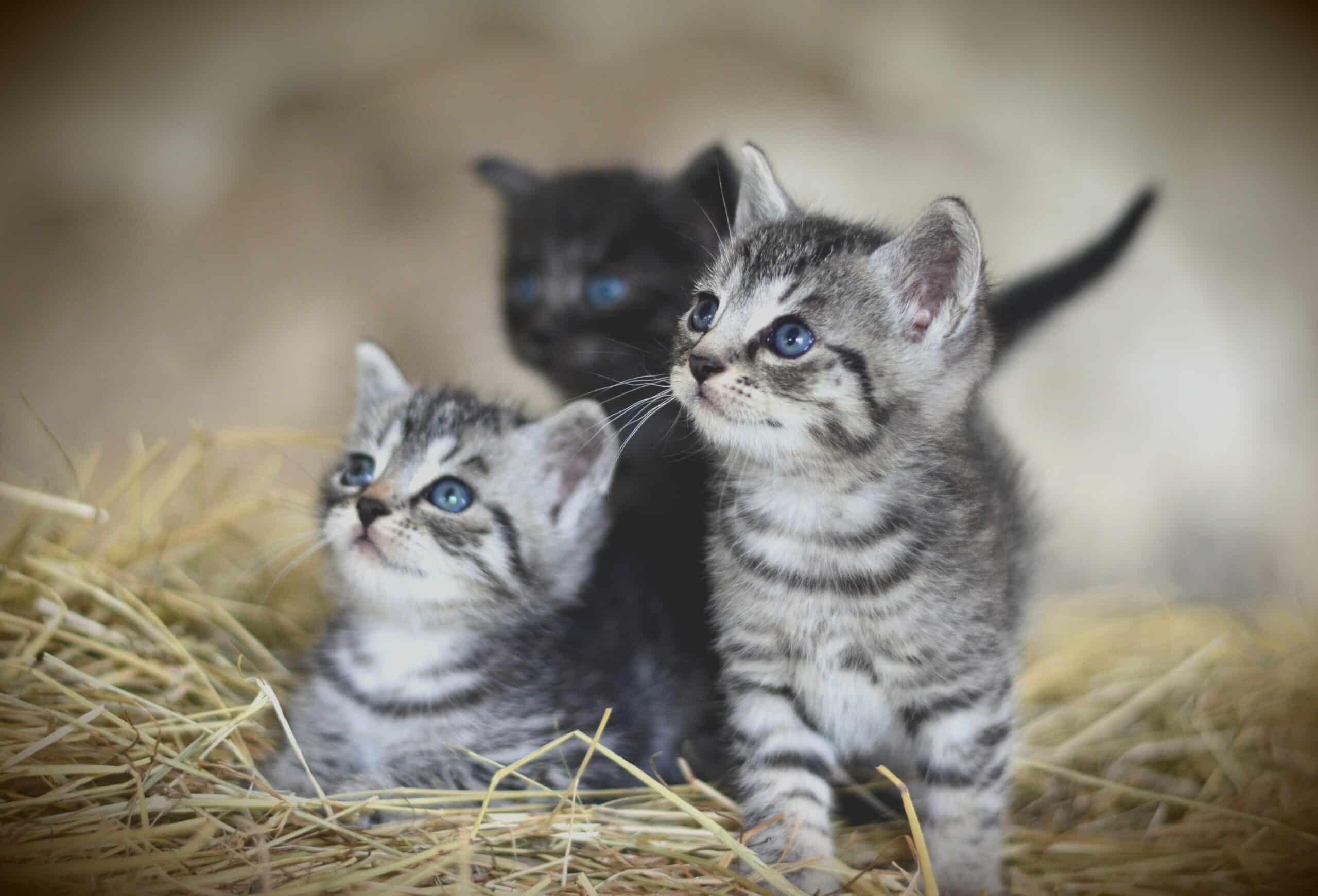 Österreichischer Tierschutzverein - Tierschutzwissen: Katzenbaby gefunden, was tun?