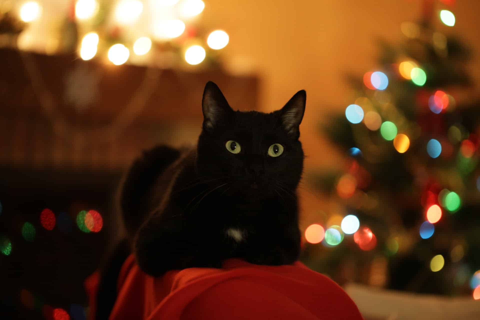 tierschutzverein tierschutzwissen keine geschenke tiere Österreichischer Tierschutzverein