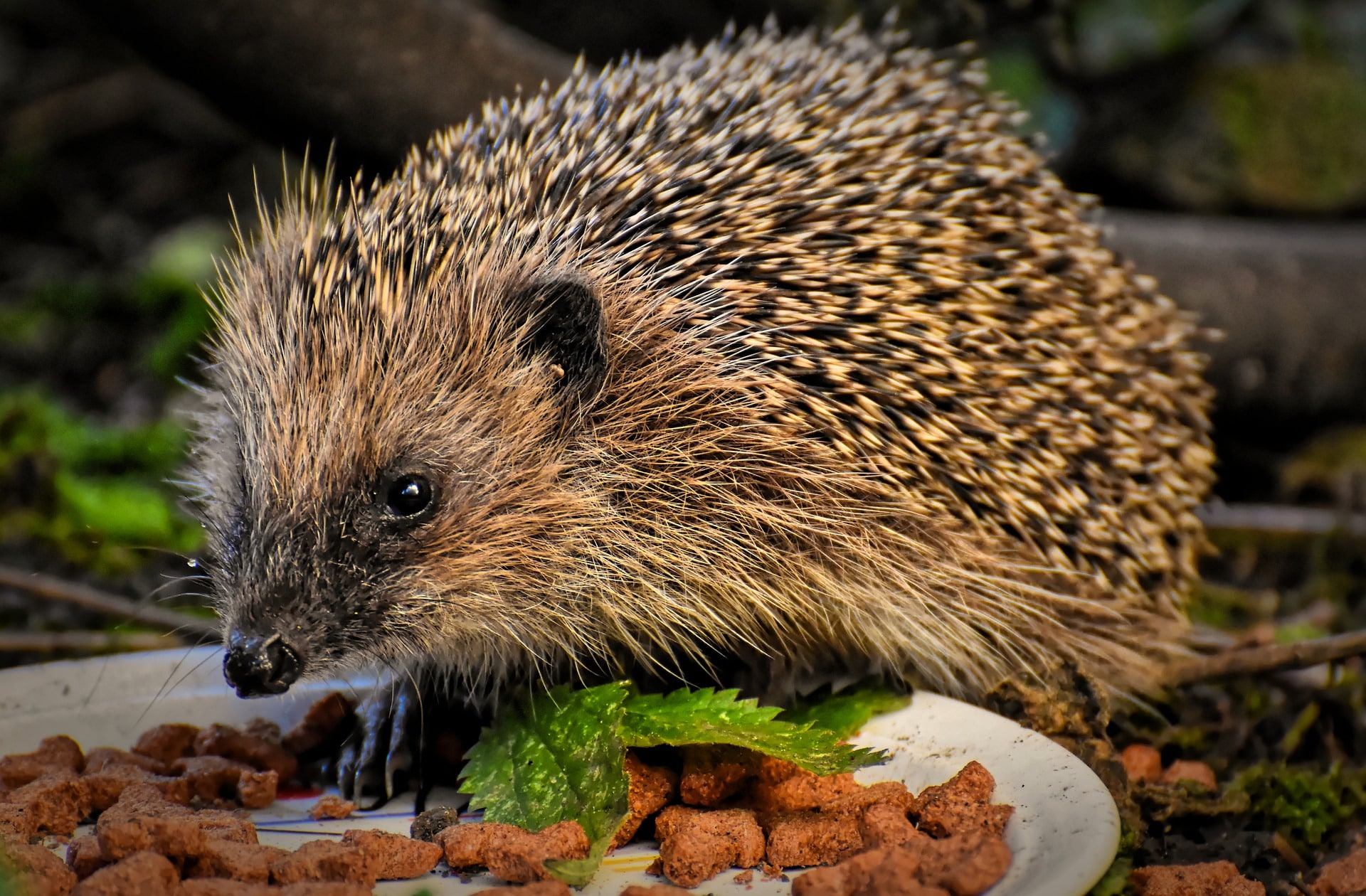 tierschutzverein tierschutzwissen kranke verletzte igel Österreichischer Tierschutzverein