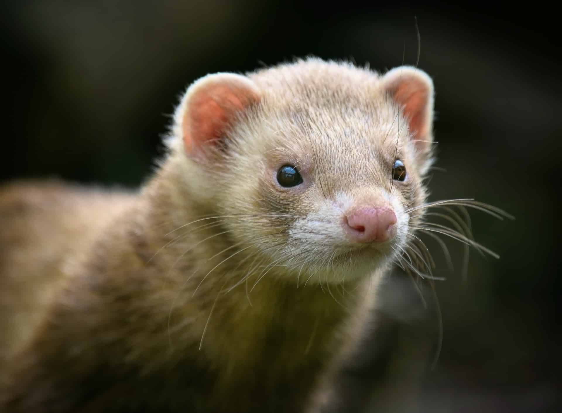 Österreichischer Tierschutzverein - Tierschutzwissen: Wie uns Echtpelz als Kunstfell verkauft wird.