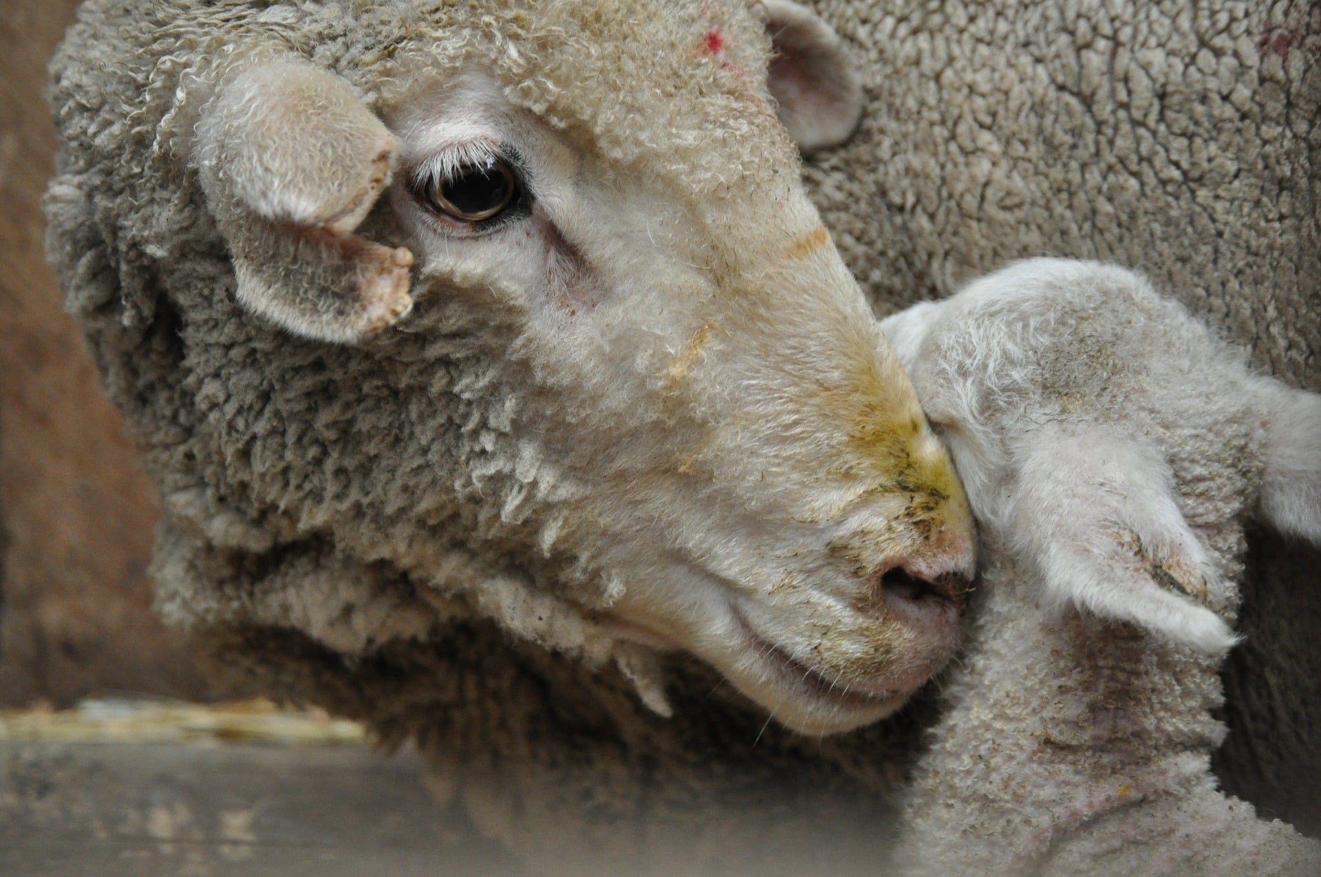 tierschutzverein tierschutzwissen merinolaemmer kuschelwolle Österreichischer Tierschutzverein