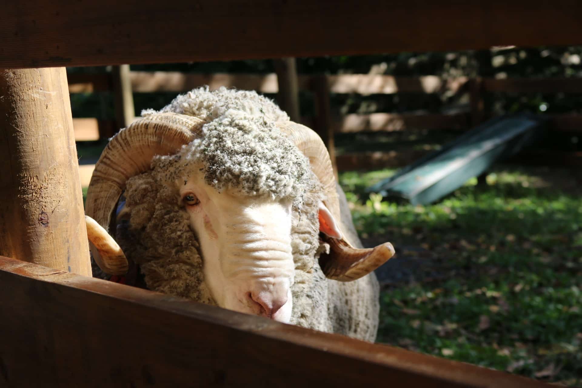 tierschutzverein tierschutzwissen merinolaemmer Österreichischer Tierschutzverein