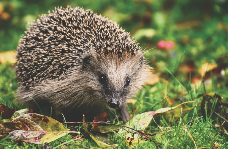 Igel im Garten © Pixabay