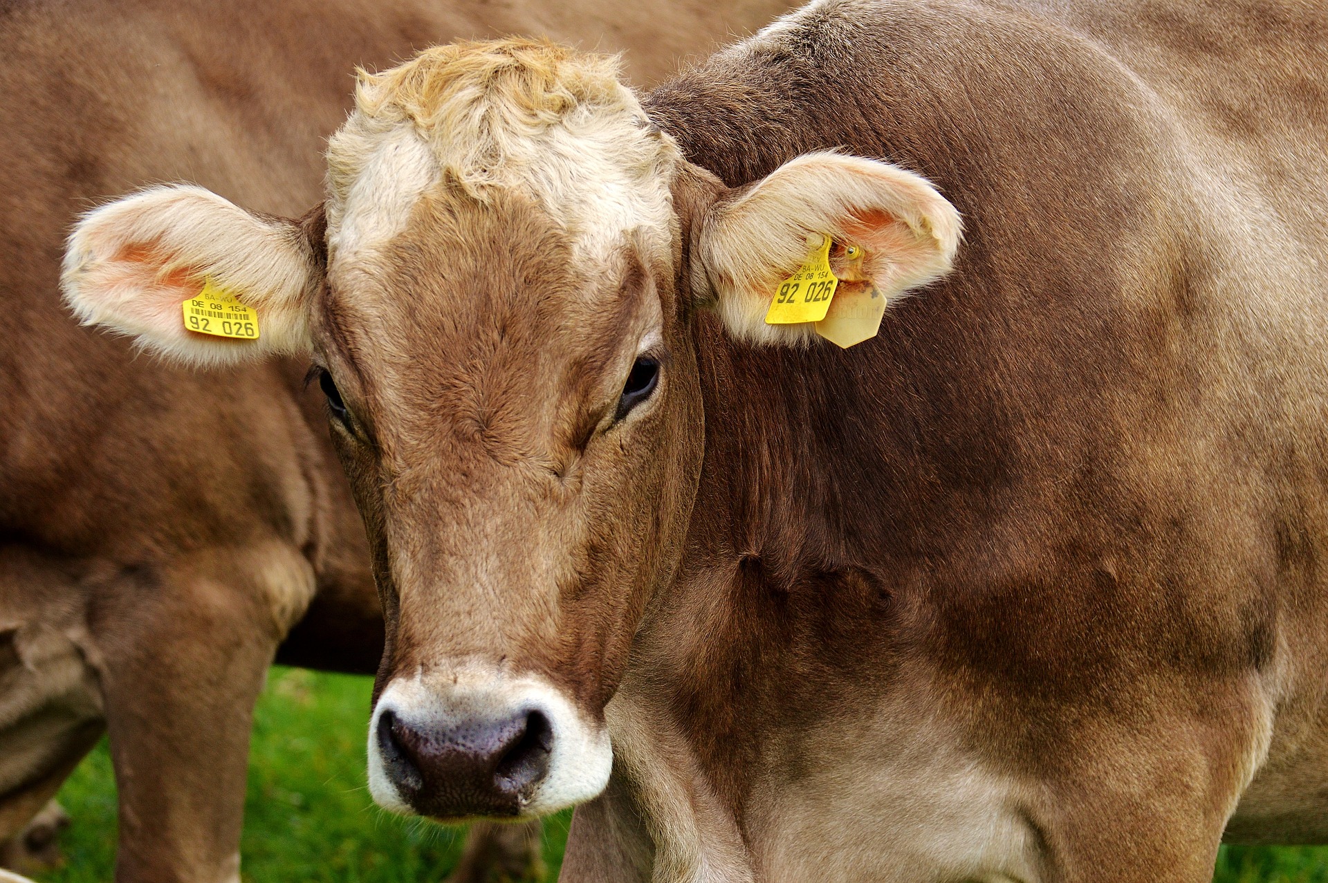Österreichischer Tierschutzverein - Tierschutzwissen: Das traurige Schicksal der Milchkühe.