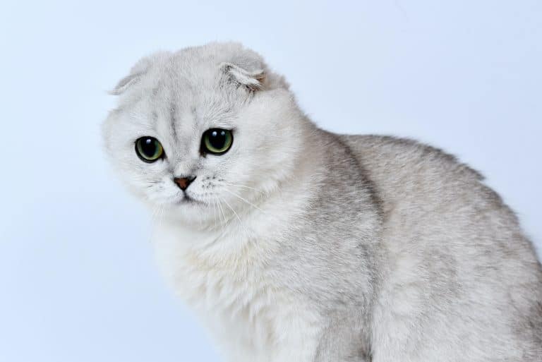 tierschutzverein tierschutzwissen schottische faltohrkatze Österreichischer Tierschutzverein