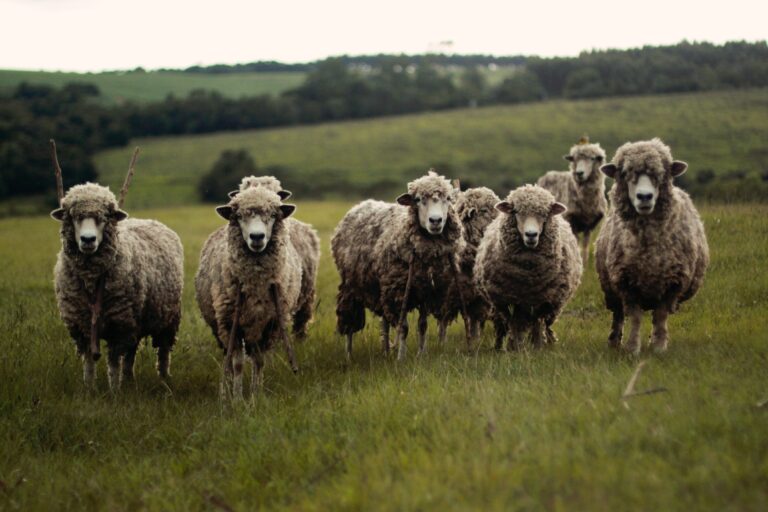 Österreichischer Tierschutzverein - Tierschutzwissen: So leiden Merinolämmer. Wir klären auf!