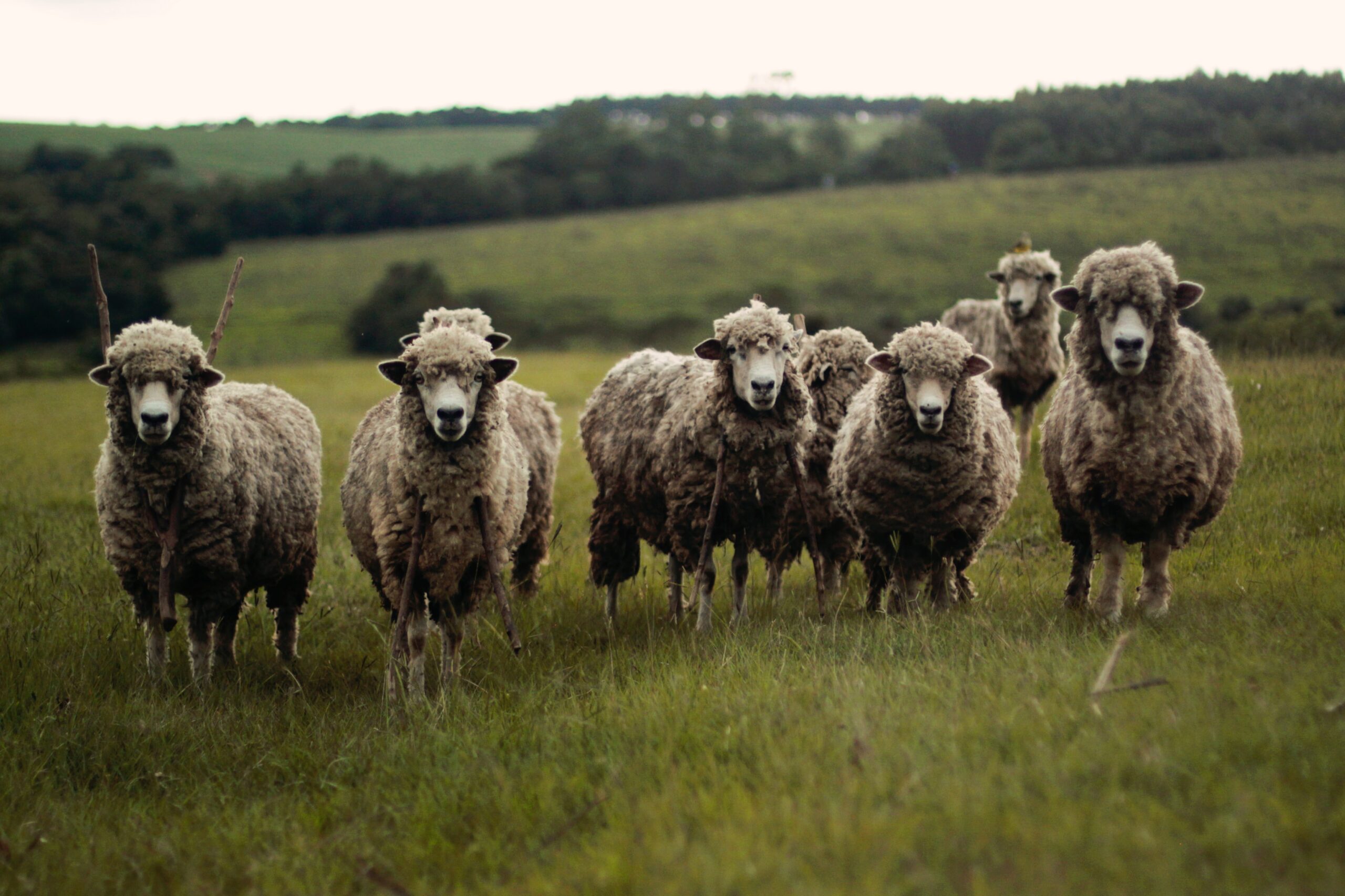 Österreichischer Tierschutzverein - Tierschutzwissen: So leiden Merinolämmer. Wir klären auf!