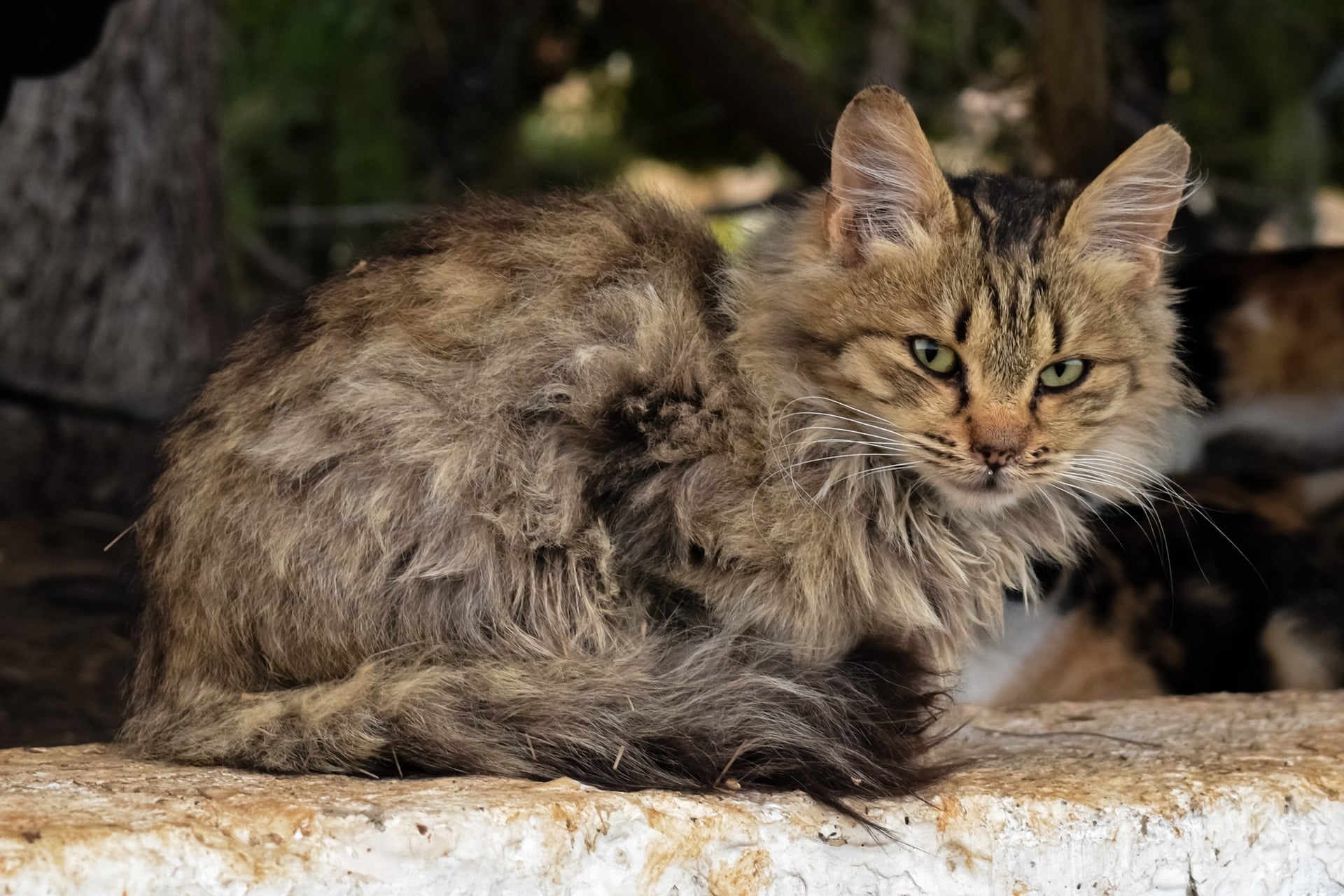 Österreichischer Tierschutzverein - Tierschutzwissen: Streunende Tiere im Urlaub.