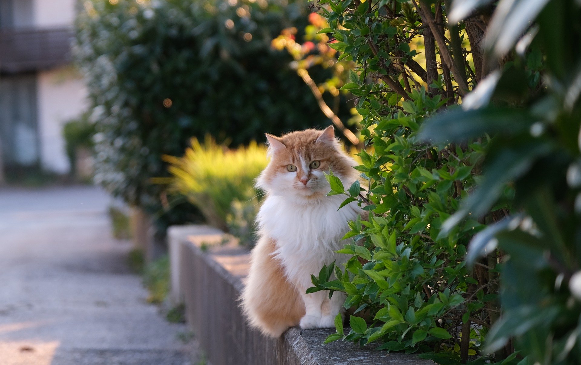 Österreichischer Tierschutzverein - Tierschutzwissen: Tag der Katze: 10 skurrile Fakten über Stubentiger.
