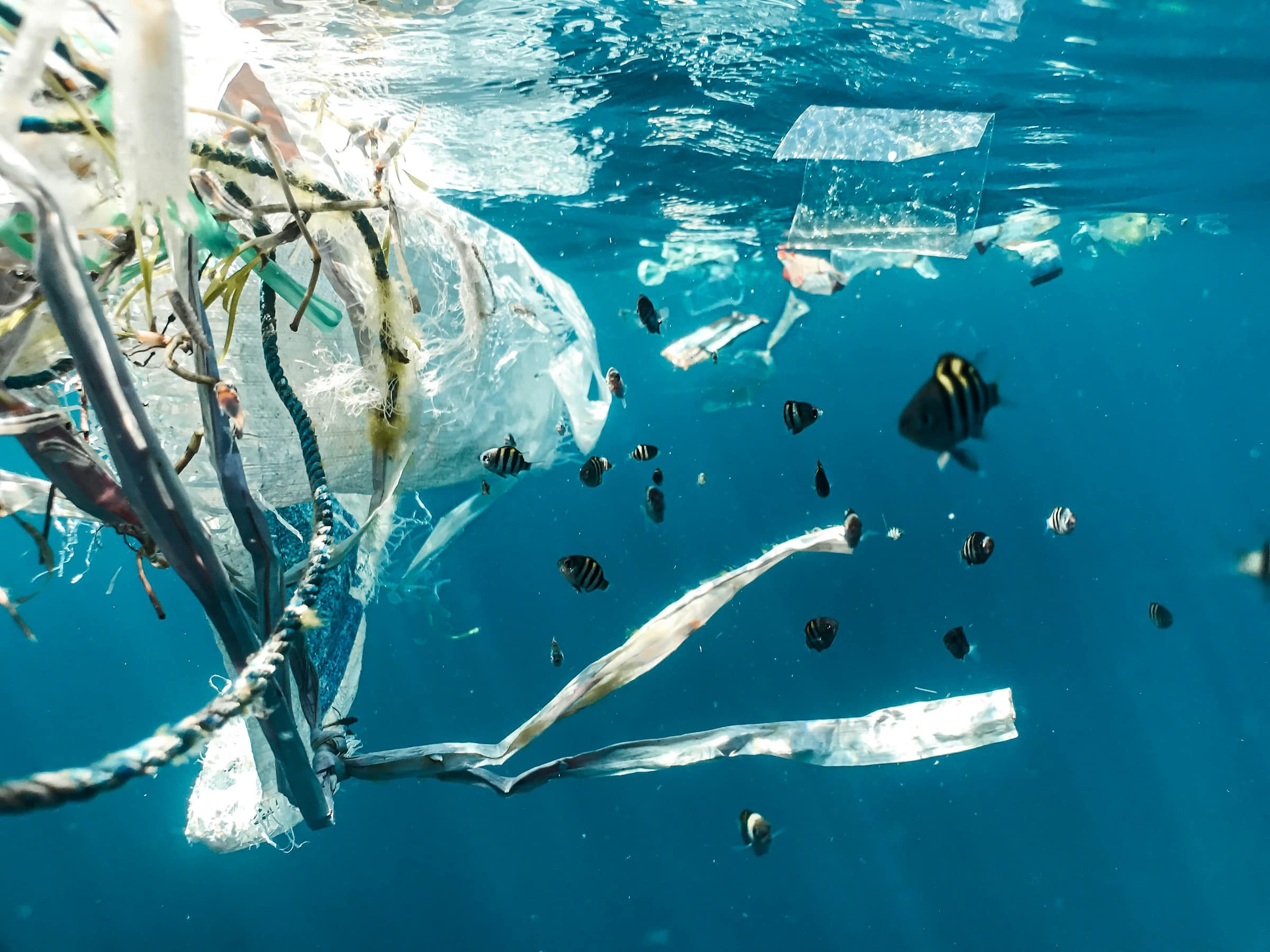 Österreichischer Tierschutzverein - Tierschutzwissen: Tag der Ozeane: Unsere Meere ersticken in Plastik.