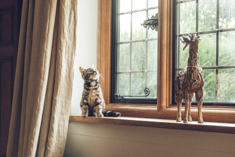 Österreichischer Tierschutzverein - Tierschutzwissen: Tiere sind keine Weihnachtsgeschenke.