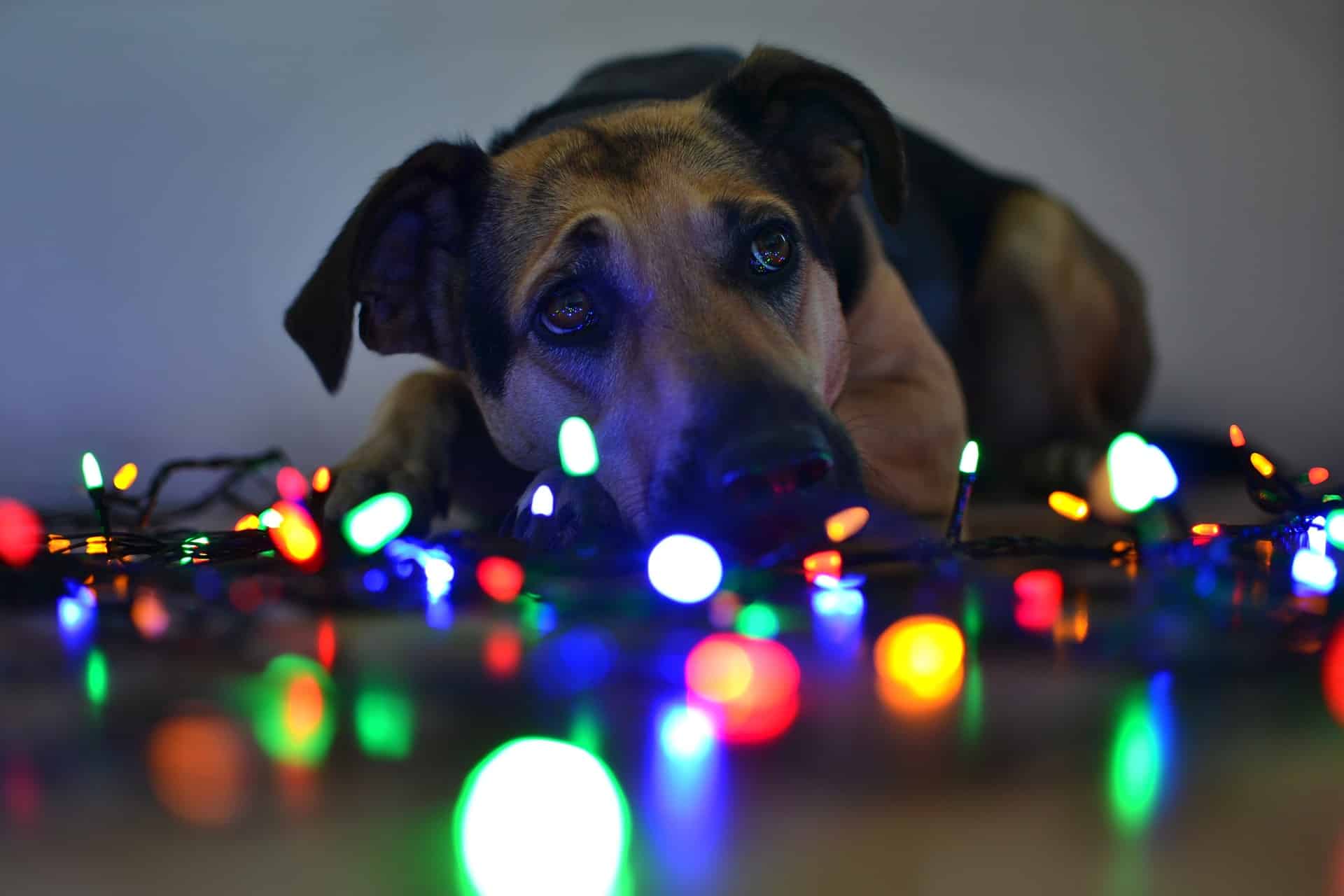 tierschutzverein tierschutzwissen tiere laerm silvester Österreichischer Tierschutzverein