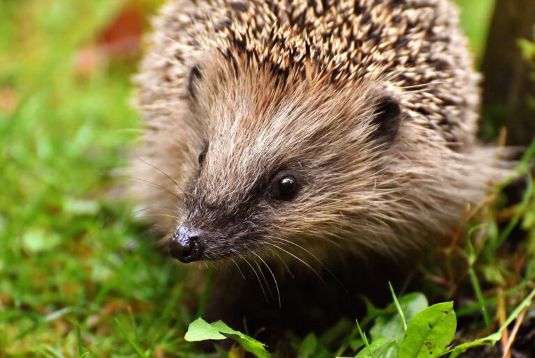 Tierschutzwissen: Untermieter Igel: Wie Sie die Tiere schützen können.