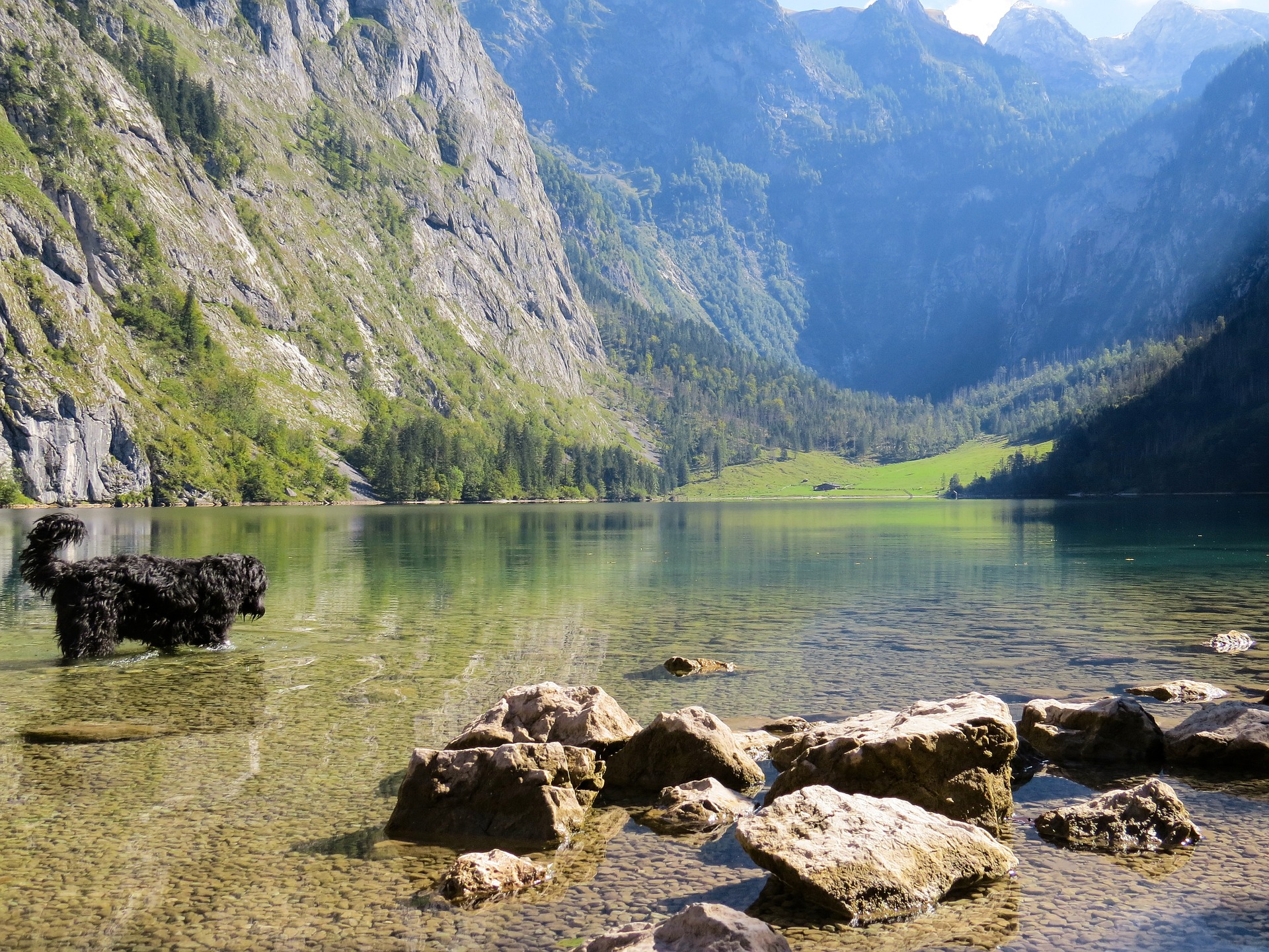 Österreichischer Tierschutzverein - Tierschutzwissen: 8 Tipps für Ihren Urlaub mit Hund.