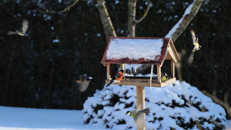Österreichischer Tierschutzverein - Tierschutzwissen: Selbstgemachtes Vogelfutter für Singvögel im Winter.