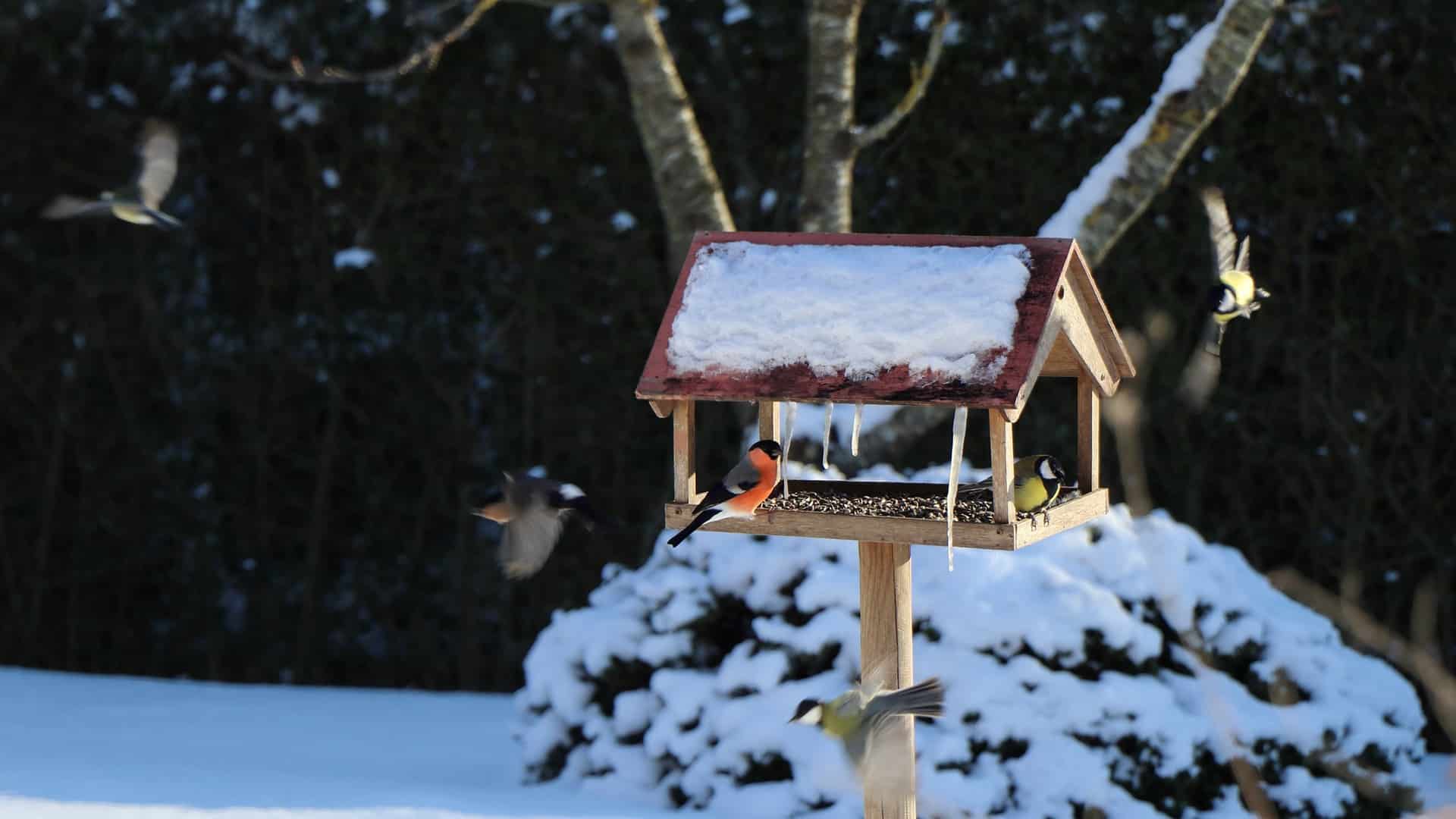 Österreichischer Tierschutzverein - Tierschutzwissen: Selbstgemachtes Vogelfutter für Singvögel im Winter.