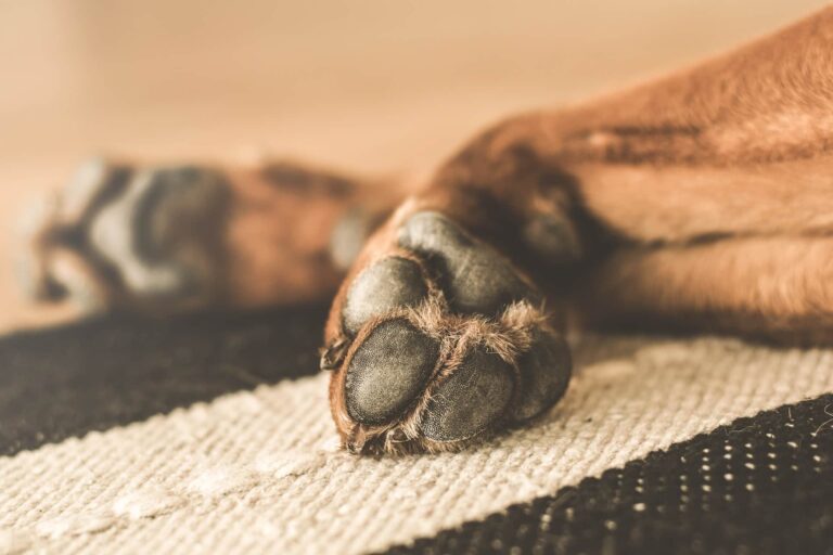 Österreichischer Tierschutzverein - Tierschutzwissen: Effektiver Winterschutz für Hundepfoten.