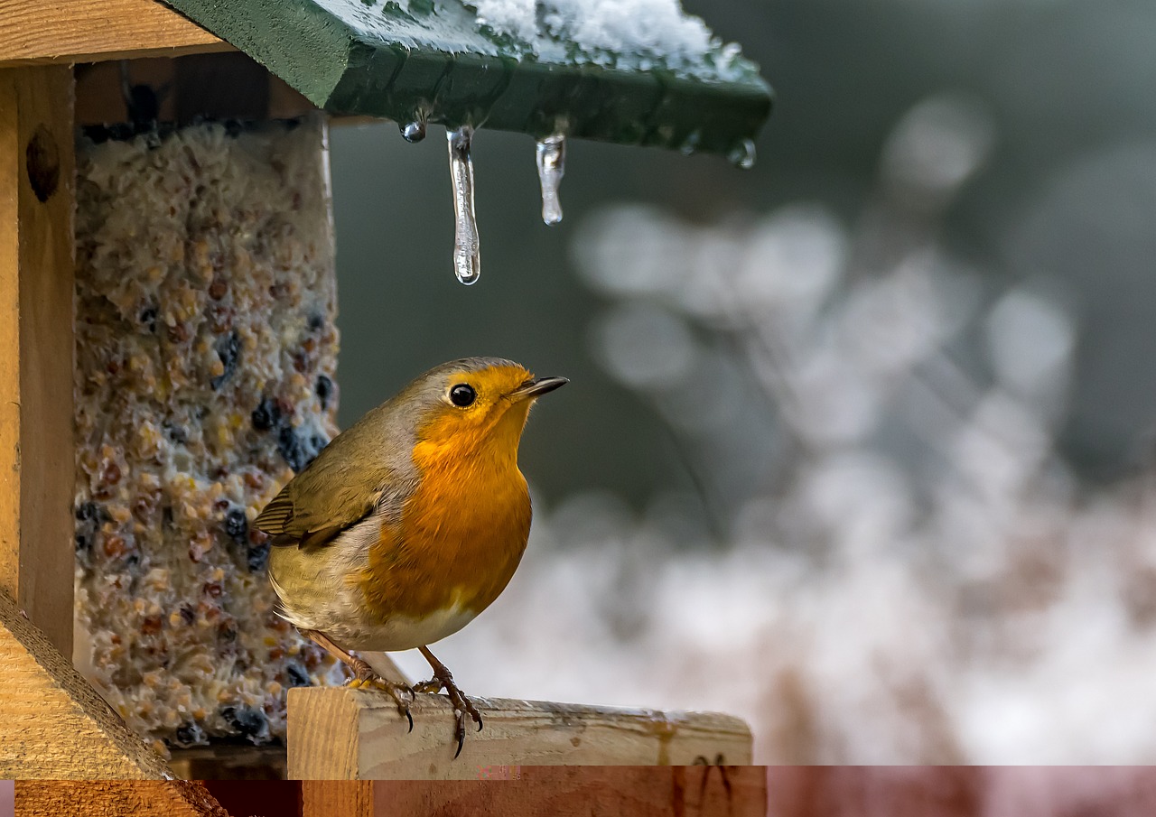 tierschutzverein tierschutzwissen winterzeit singvoegel Österreichischer Tierschutzverein