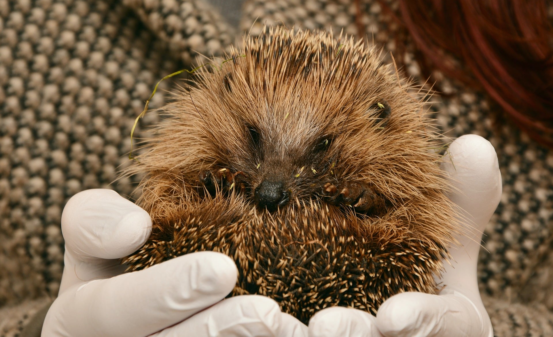 Österreichischer Tierschutzverein - Tierrettung: Treten Sie mit uns in Kontakt.