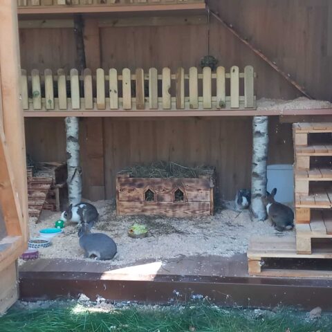 Österreichischer Tierschutzverein - Tiervermittlung: Die fröhliche Kaninchen Truppe. Zurzeit zu finden in Stockerau.