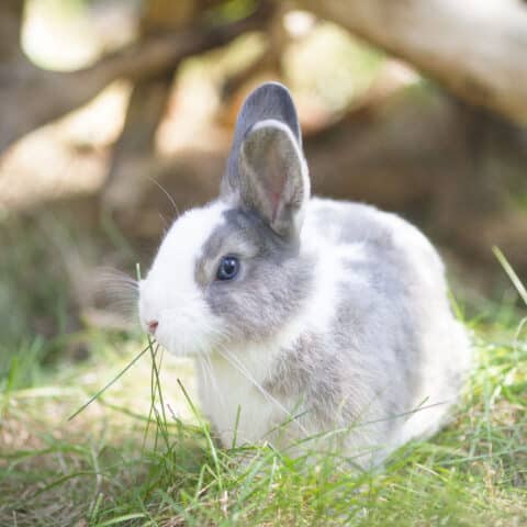 Österreichischer Tierschutzverein - Tiervermittlung: Die fröhliche Kaninchen Truppe. Sie wollen sie näher kennenlernen?