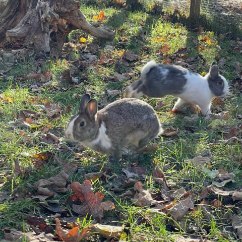 Österreichischer Tierschutzverein - Tiervermittlung: Die fröhliche Kaninchen Truppe. Sie wollen sie näher kennenlernen?