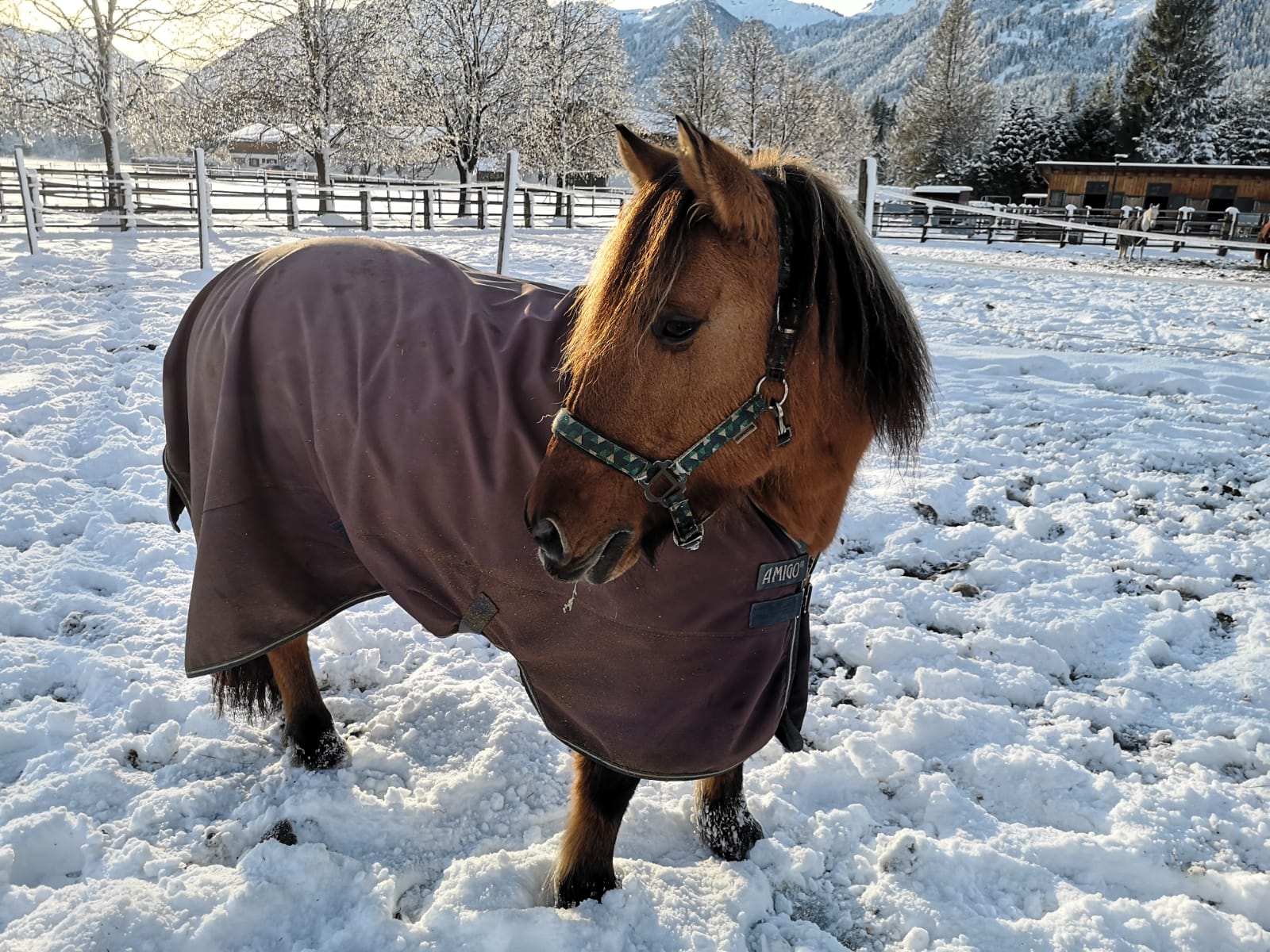 Österreichischer Tierschutzverein - Tiervermittlung: Die bezaubernde Kimmi.