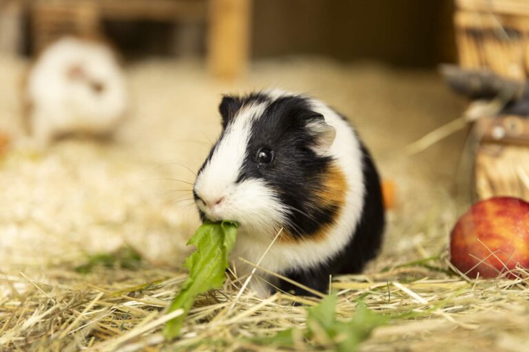 Österreichischer Tierschutzverein - Tiervermittlung: Meerschweinchen.