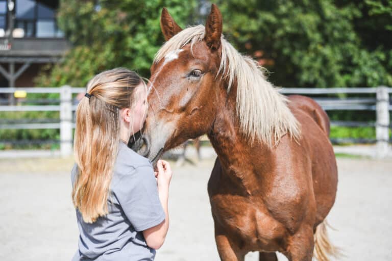 Österreichischer Tierschutzverein - Tiervermittlung: Mensch und Pferd.