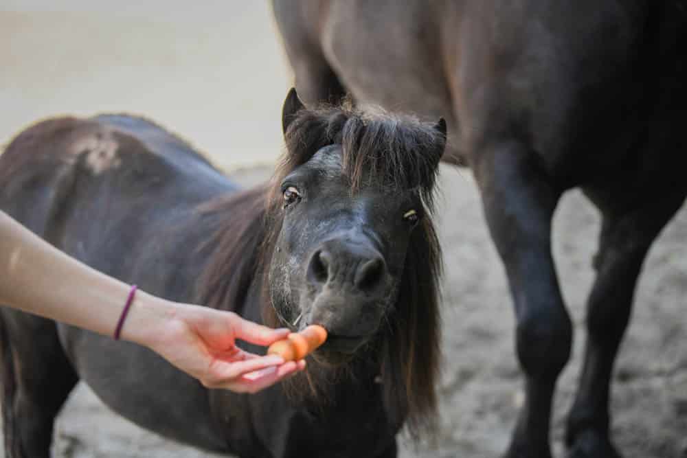 Österreichischer Tierschutzverein - Tiervermittlung: Schenken Sie Tieren ein würdevolles Leben.
