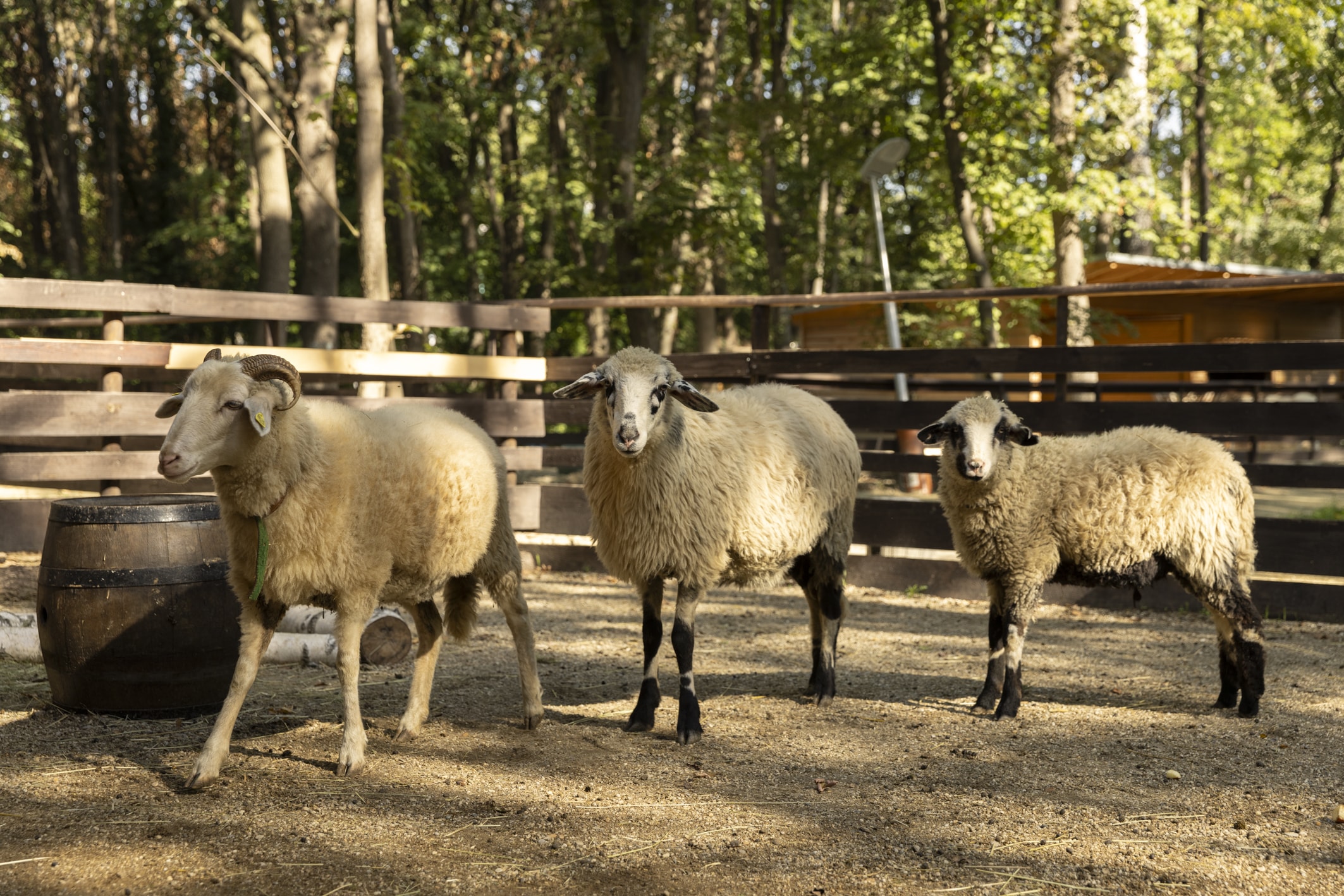 Österreichischer Tierschutzverein - Tiervermittlung: Schafe.