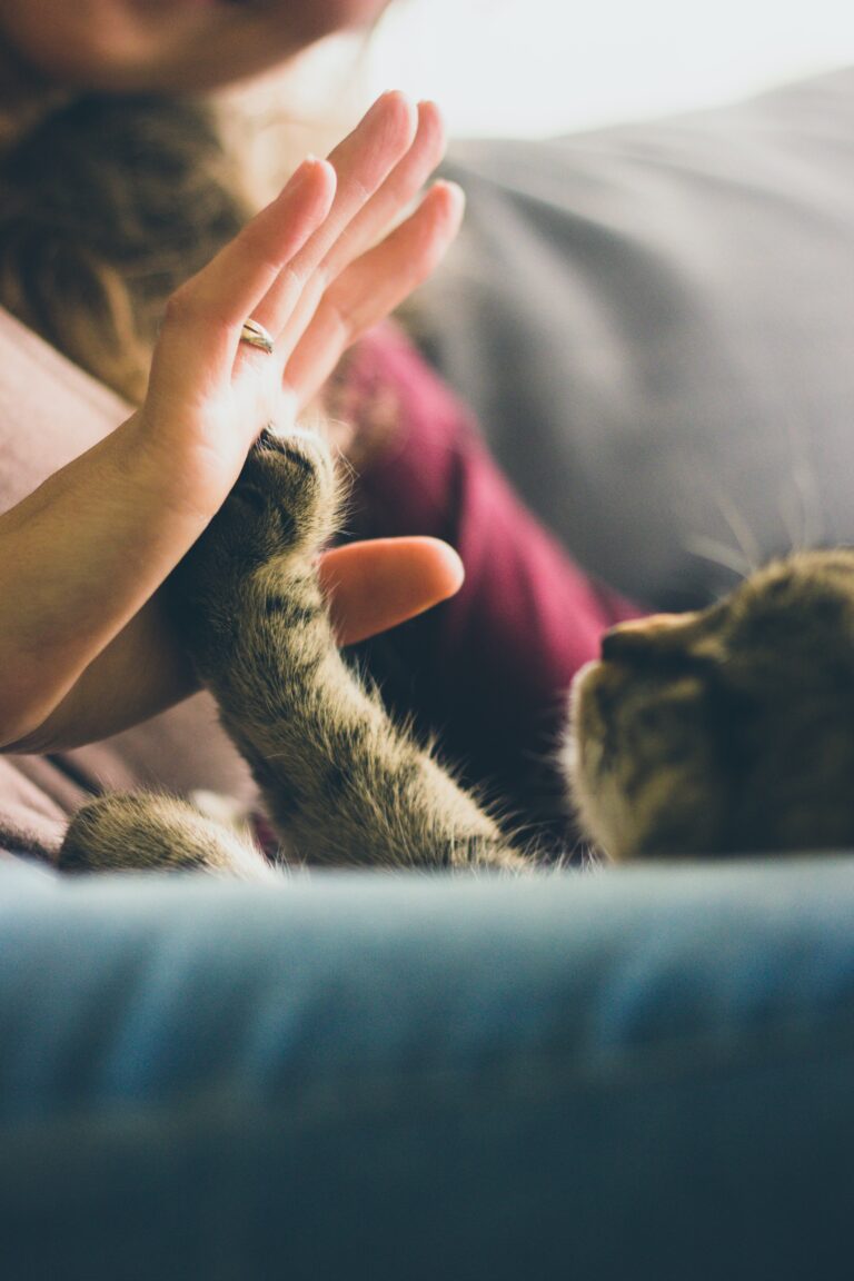 Österreichischer Tierschutzverein - Tiervermittlung: Unsere Tiere fühlen sich wohl auf den Höfen.
