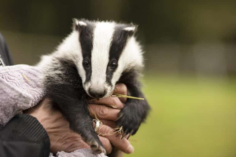 Österreichischer Tierschutzverein - Wildtier gefunden: Wildtierrettung in ganz Österreich.