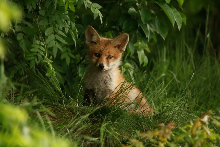 Österreichischer Tierschutzverein - Wildtier gefunden: Wildtierrettung in Österreich. Ein Leitfaden!