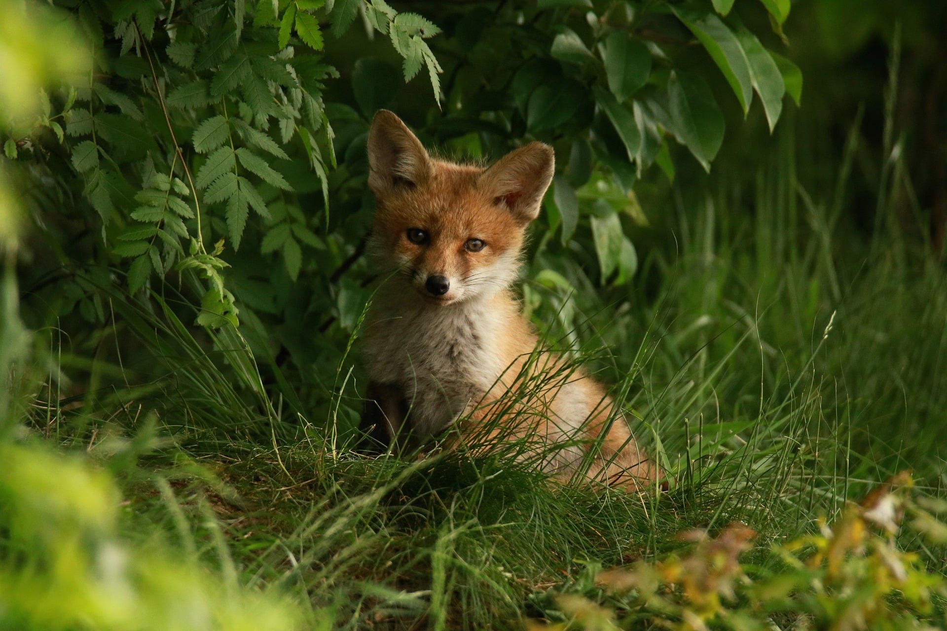 Österreichischer Tierschutzverein - Wildtier gefunden: Wildtierrettung in Österreich. Ein Leitfaden!