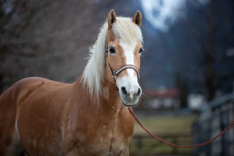 Österreichischer Tierschutzverein-Happy Ends: Haflinger Thyres