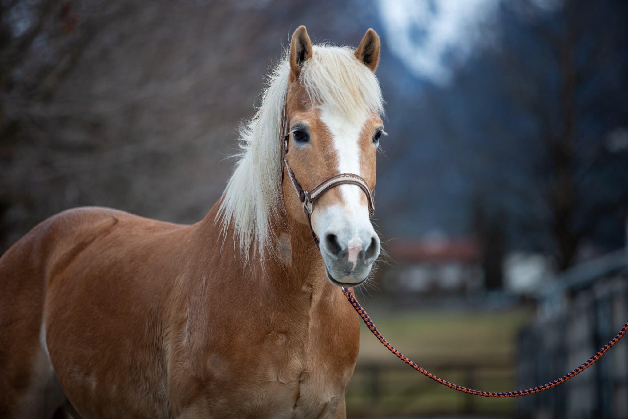 Österreichischer Tierschutzverein-Happy Ends: Haflinger Thyres
