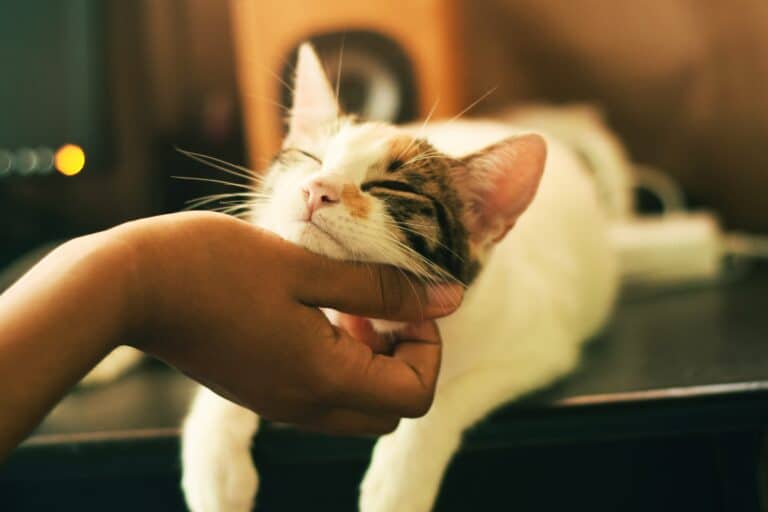 Österreichischer Tierschutzverein - Events: Tellington TTouch Antistress und Wellness für Katzen